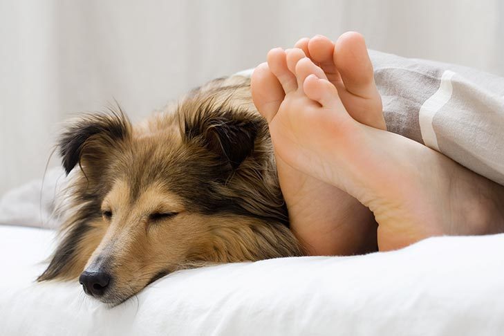 Perro durmiendo en la cama